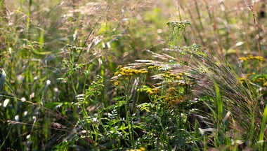 Common tansy is an invasive plant spreading across Minnesota. Credit: Domini Brown