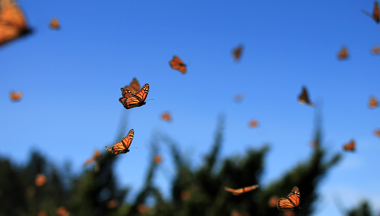 A large group of monarch butterflies flying