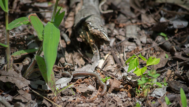 earthworm wiggles on forest floor