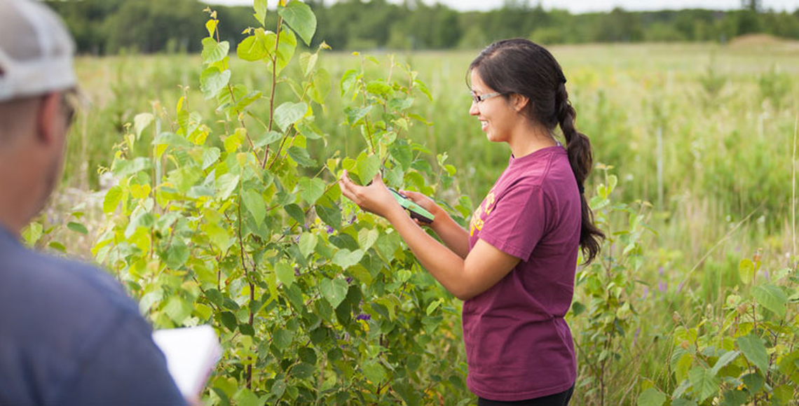 student worker takes a measrument of a plant with a colleauge supporting
