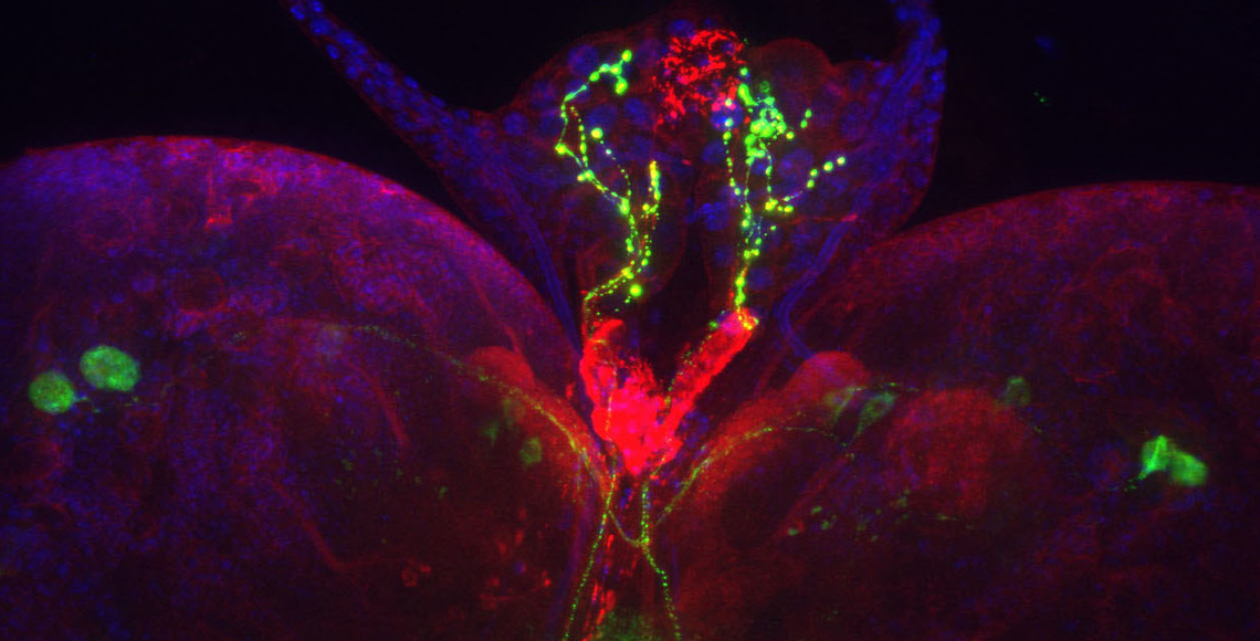 Drosophila brain with PG neurons