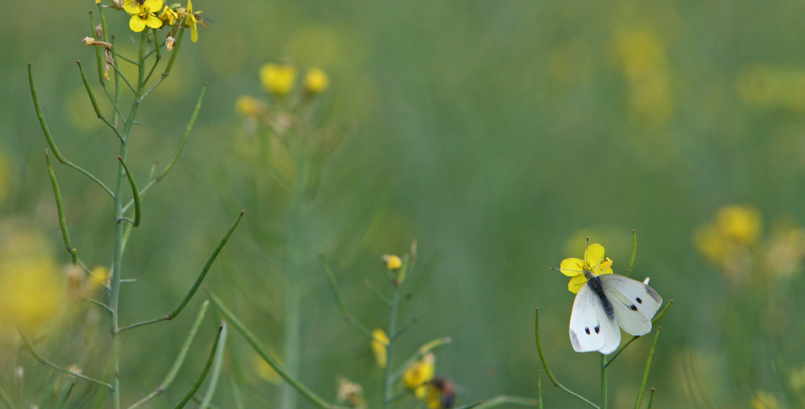 cabbage white butterfly on canola