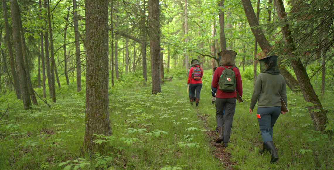 Three students walking through the woods wearing head nets