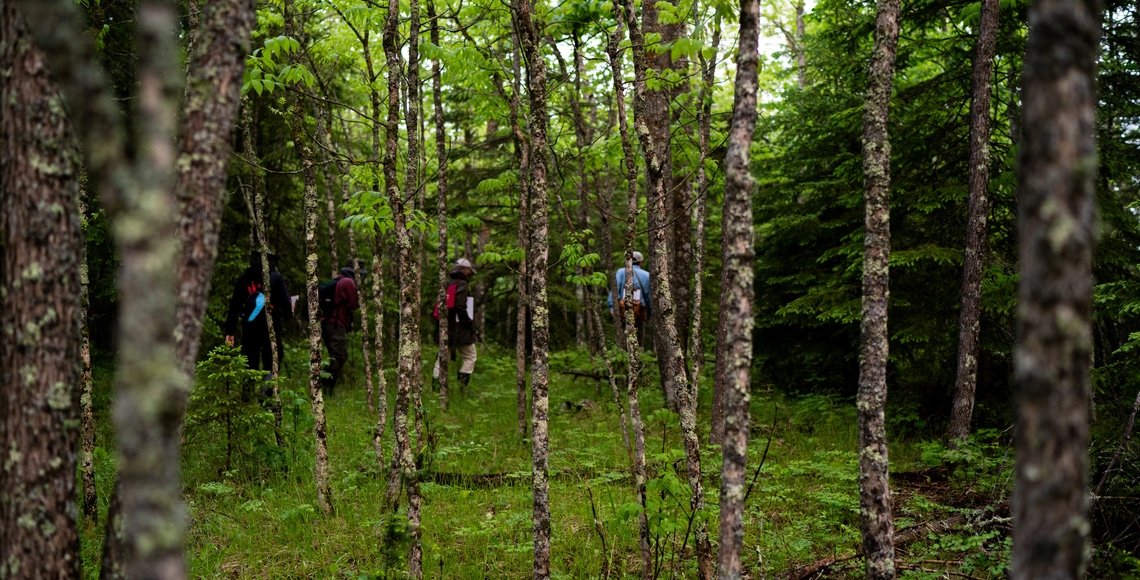 Instructor and three students walking through woods, with trees in the foreground