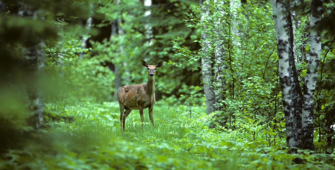 deer standing in a forest