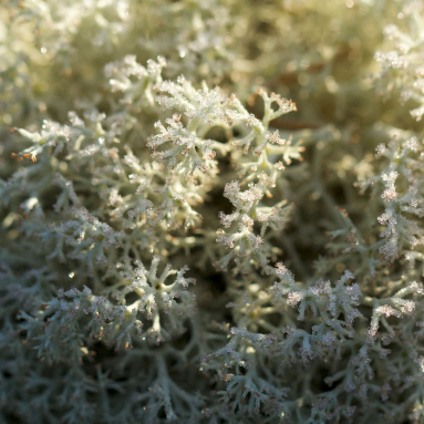 Close up of lichen with frost