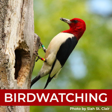 Red-headed woodpecker on tree holding insect in beak