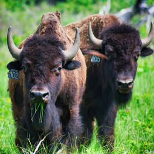 Two bison standing at Cedar Creek Ecosystem Science Reserve