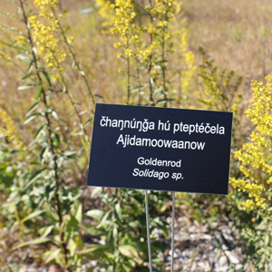 Sign for goldenrod plant in English and Ojibwe at Cedar Creek, along with goldenrod plant