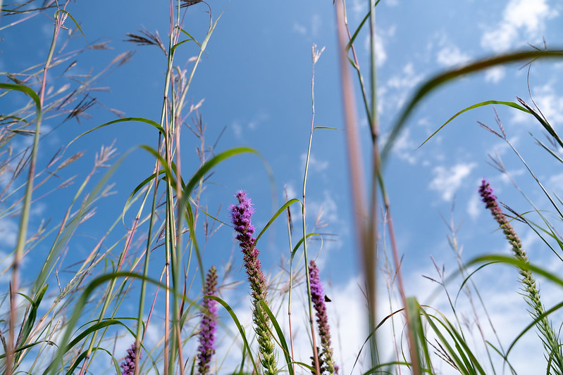 blazing star in the ecology walk