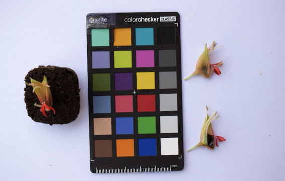 color card melianthus