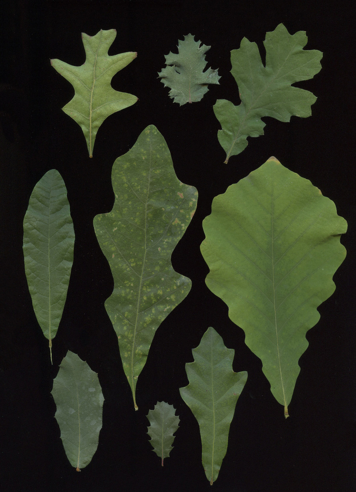 Scanned image of oak leaves on black background