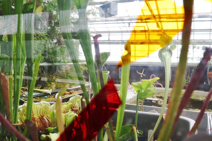 Photograph of art installation among carnivorous plants in a greenhouse