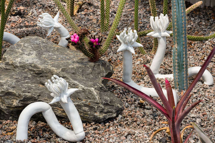 Photo of ceramic sculptures resembling Arrojadoa cactus, installed in rocks among actual Arrojadoa cacti
